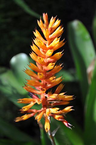 Muenchen 2011 525.jpg - München Botanischer Garten